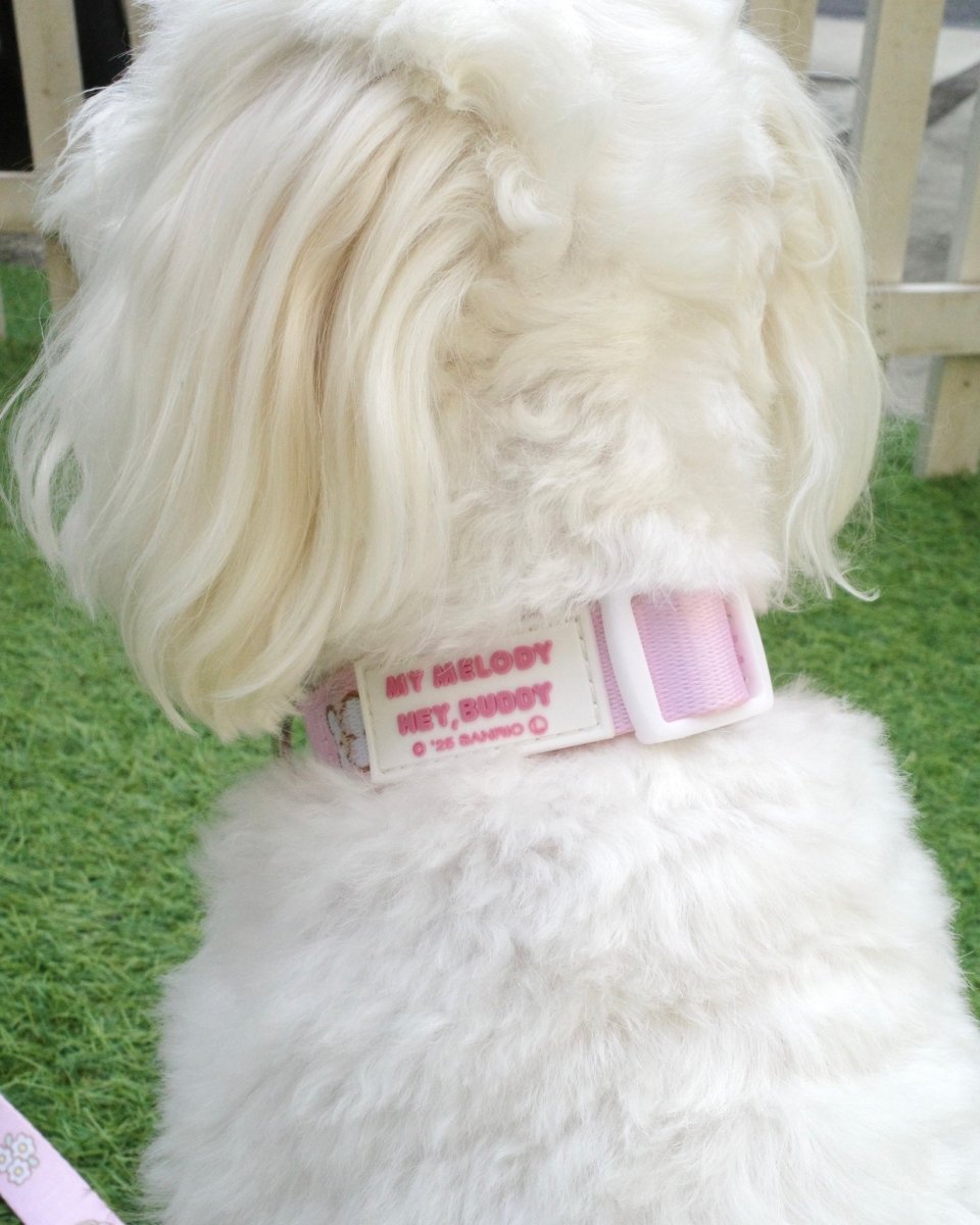 【MY MELODY】カラー - HEY,BUDDY