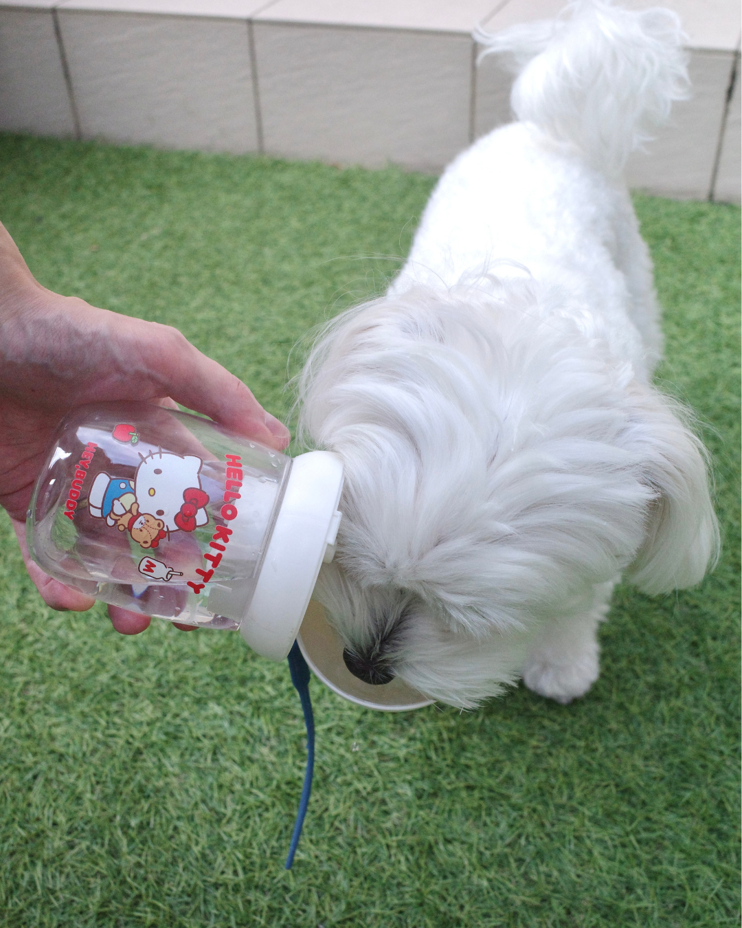 【SANRIO CHARACTERS】MY BUDDYウォーターボトル - 300ml