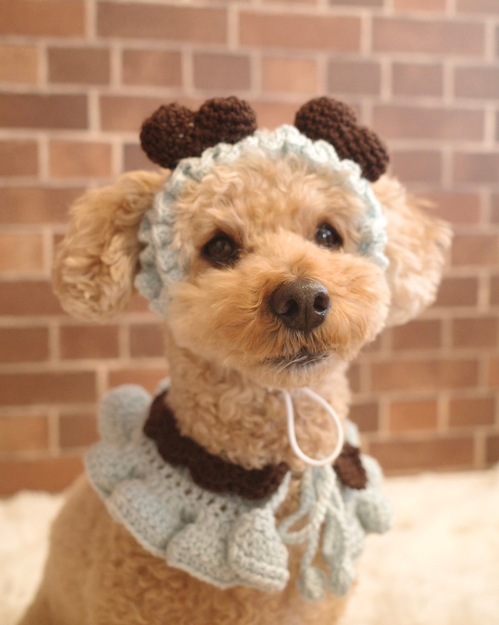 新カラー追加＞ホイップセット（ケープ＆カチューシャ） – HEY,BUDDY