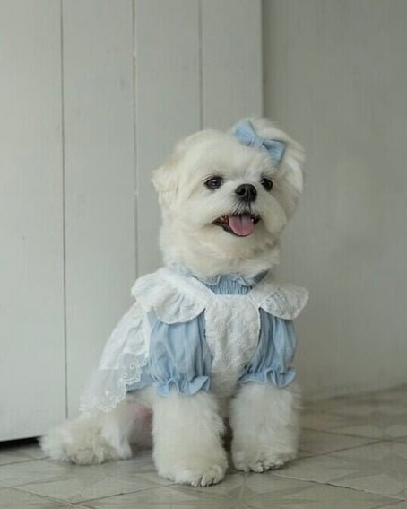 blanche bustier - HEY,BUDDY