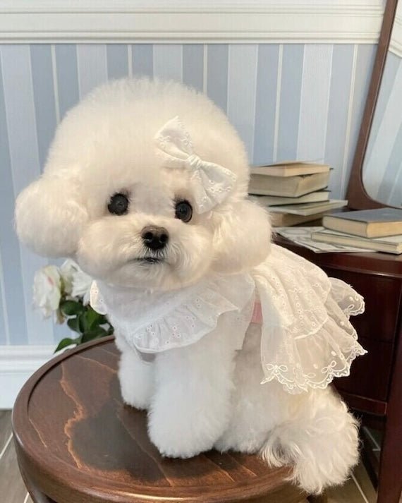 blanche bustier - HEY,BUDDY