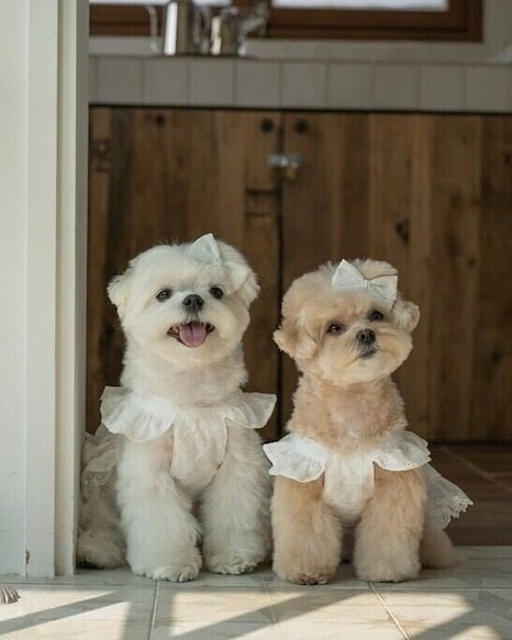 blanche bustier - HEY,BUDDY