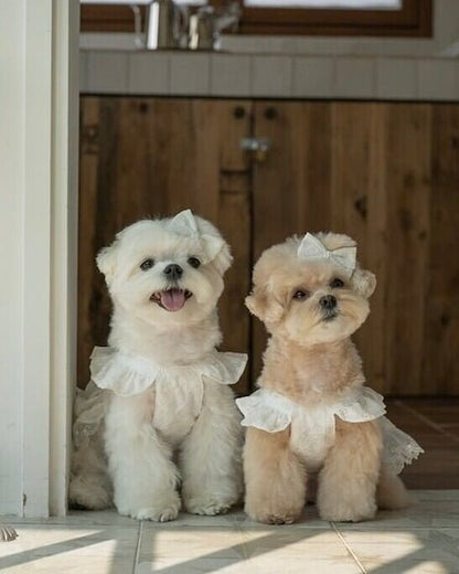 blanche bustier - HEY,BUDDY