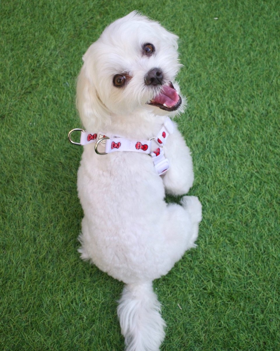 【HELLO KITTY】ハーネス - HEY,BUDDY