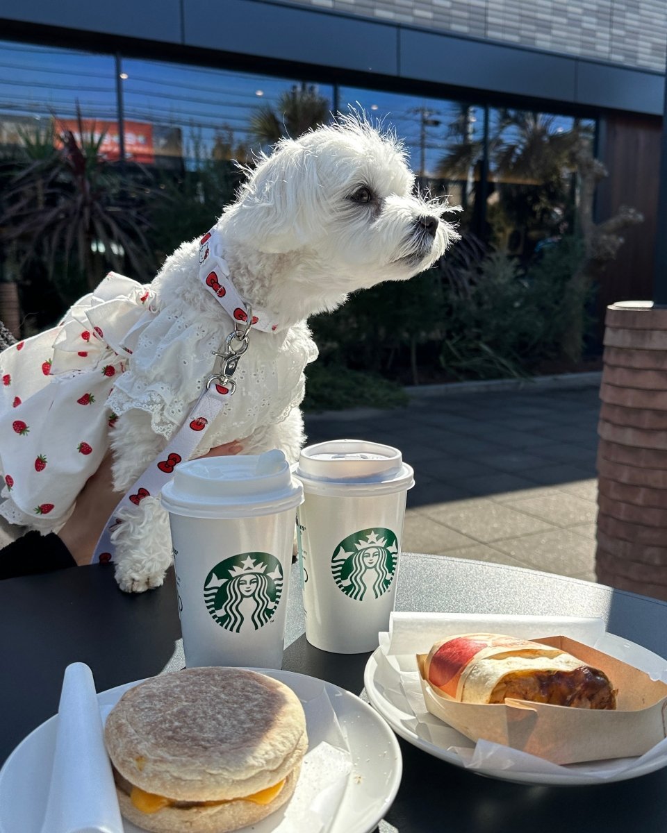 【HELLO,KITTY】リード - HEY,BUDDY