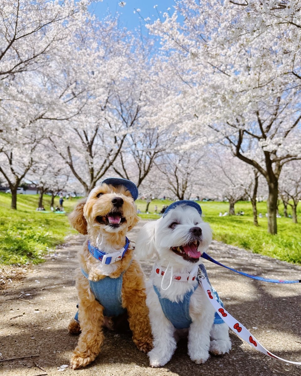 【HELLO,KITTY】リード - HEY,BUDDY