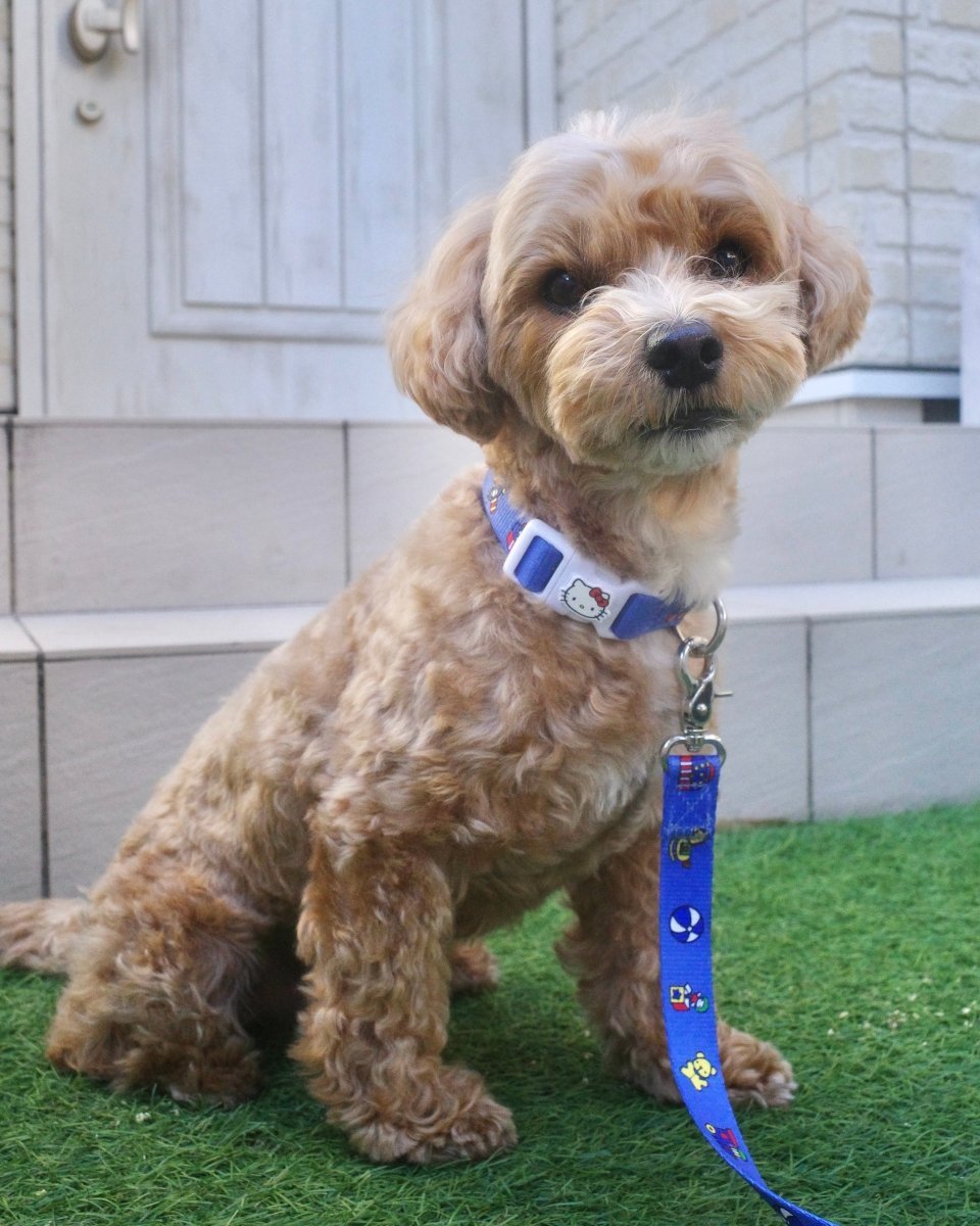 【HELLO,KITTY】リード - HEY,BUDDY