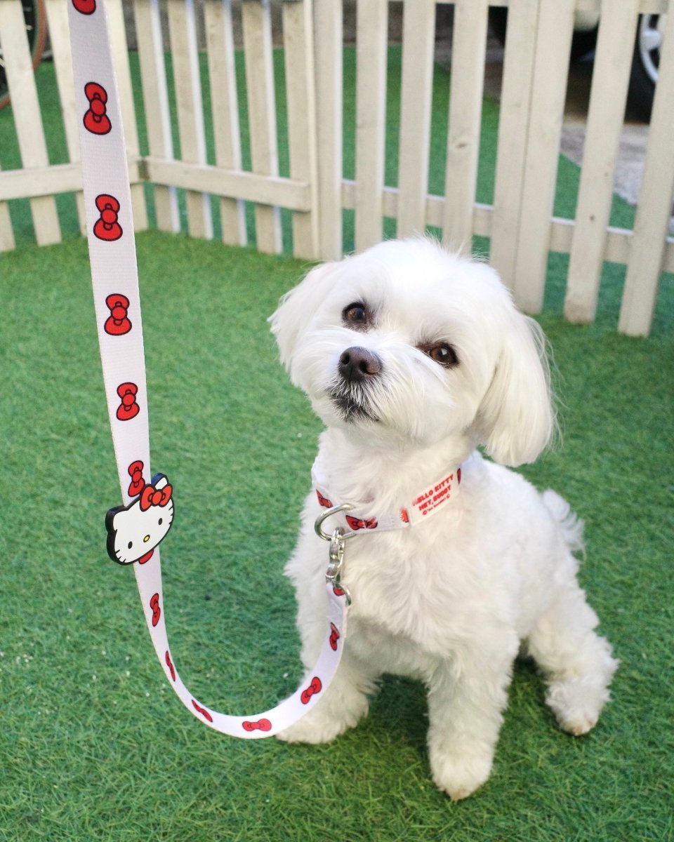 【HELLO,KITTY】リード - HEY,BUDDY