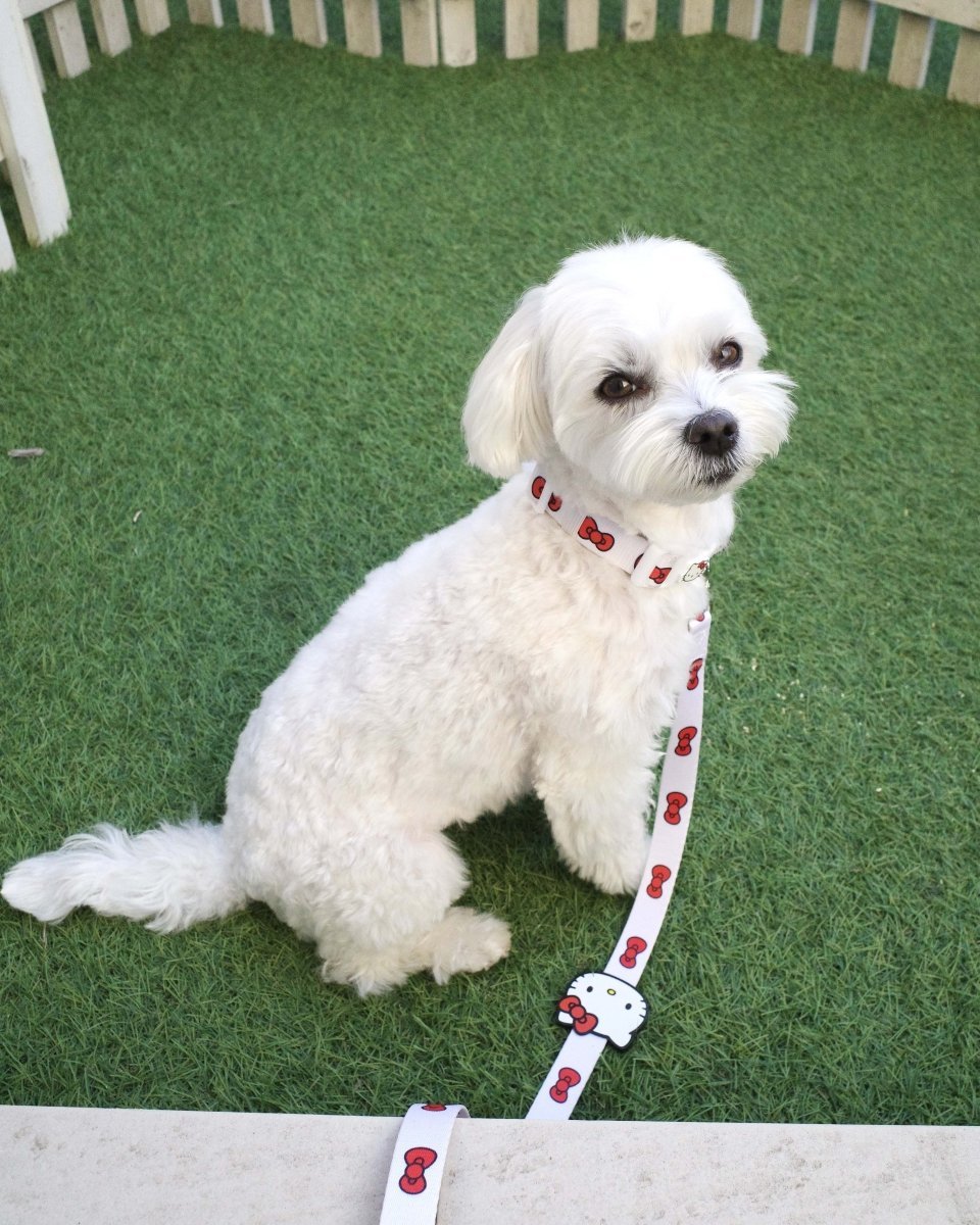 【HELLO,KITTY】リード - HEY,BUDDY