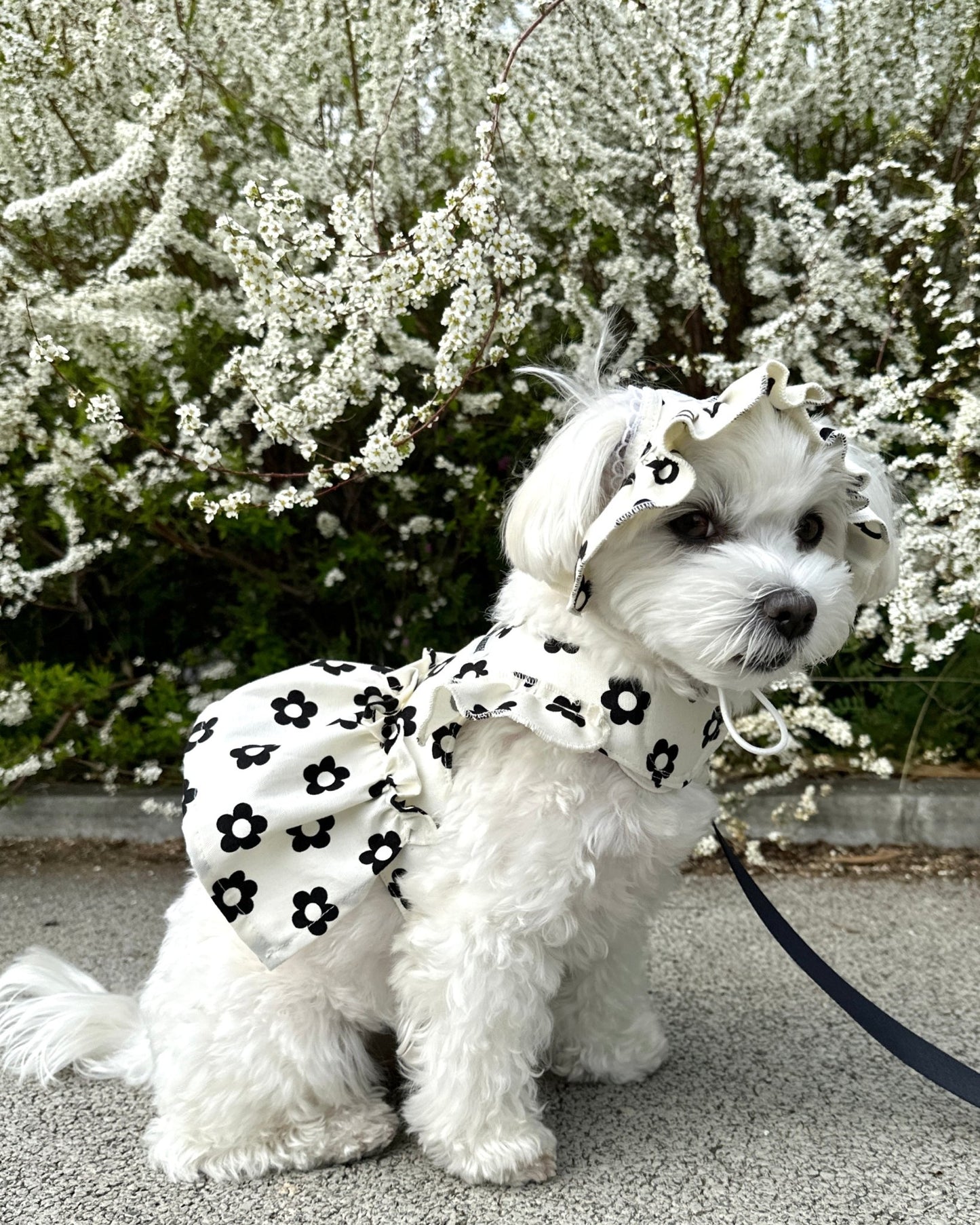 monotone flower harness - HEY,BUDDY