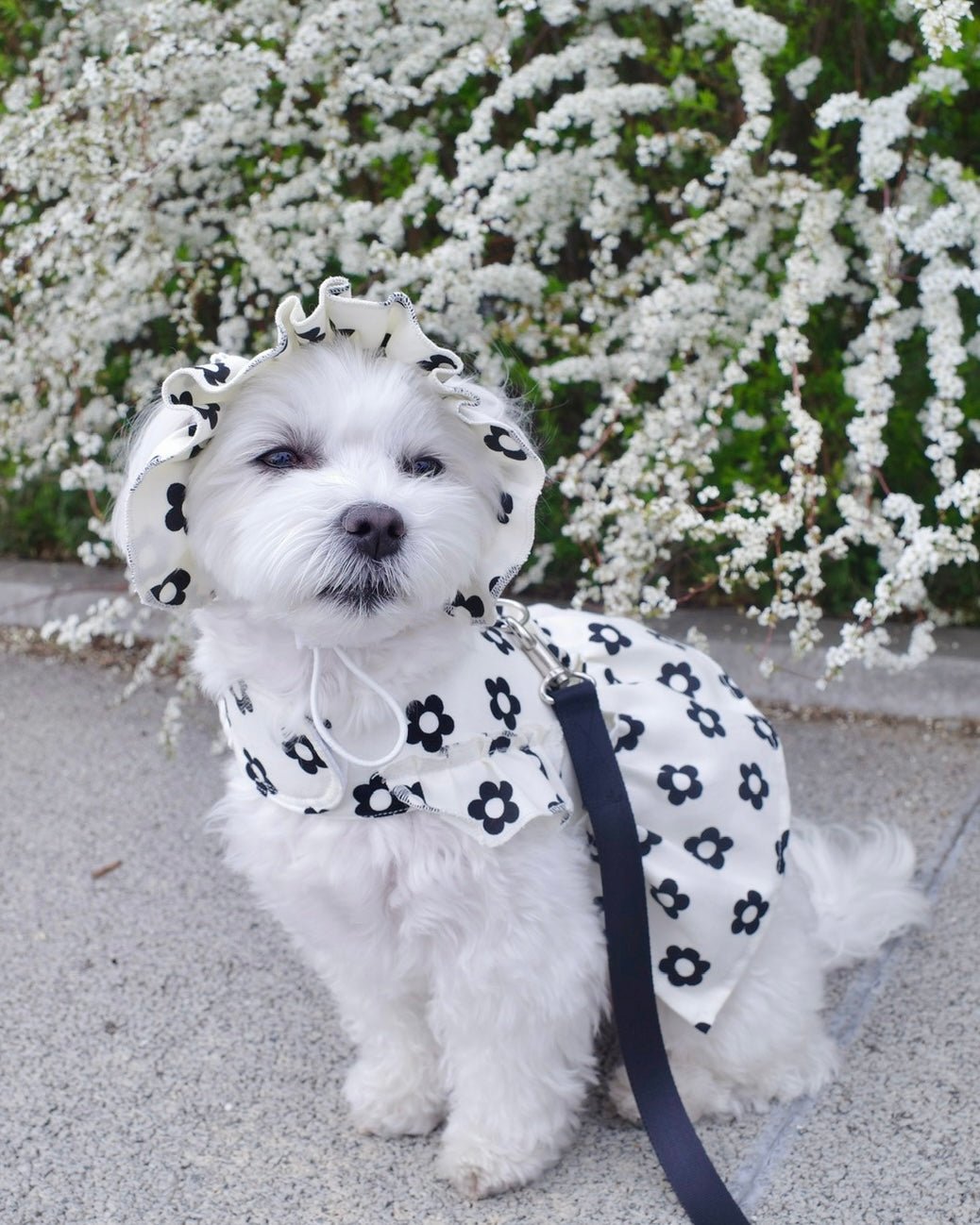 monotone flower harness - HEY,BUDDY