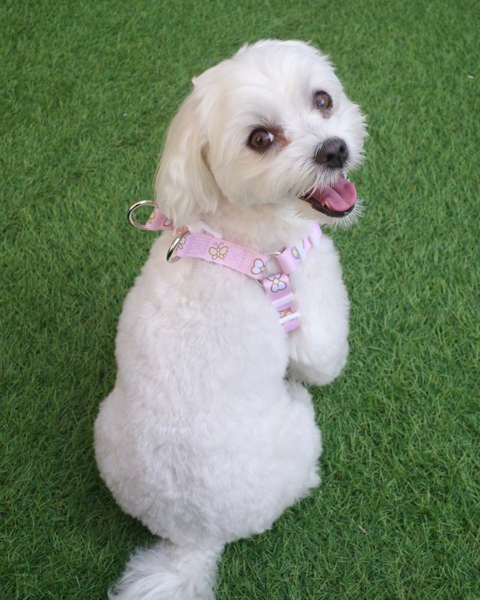 【MY MELODY】ハーネス - HEY,BUDDY