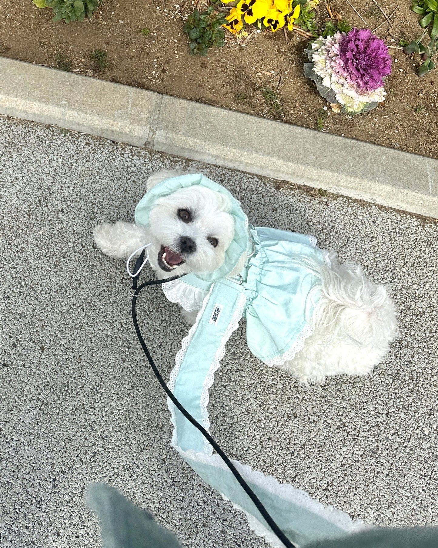 pastel lace 2way leash - HEY,BUDDY