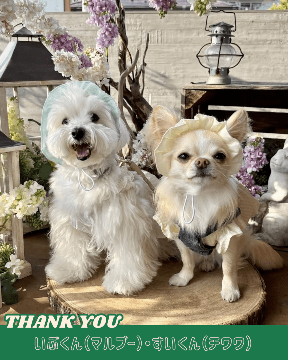 pastel lace bonnet - HEY,BUDDY