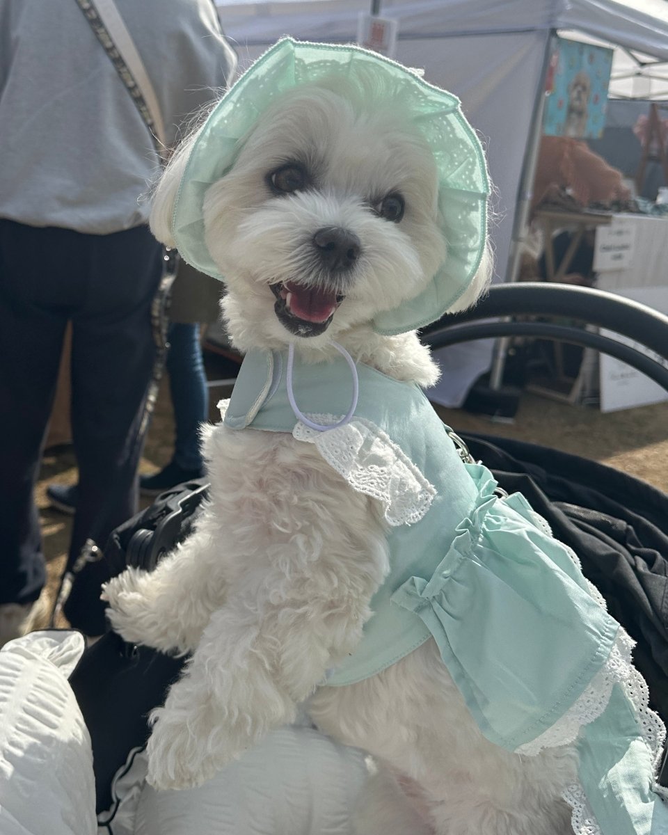 pastel lace bonnet - HEY,BUDDY