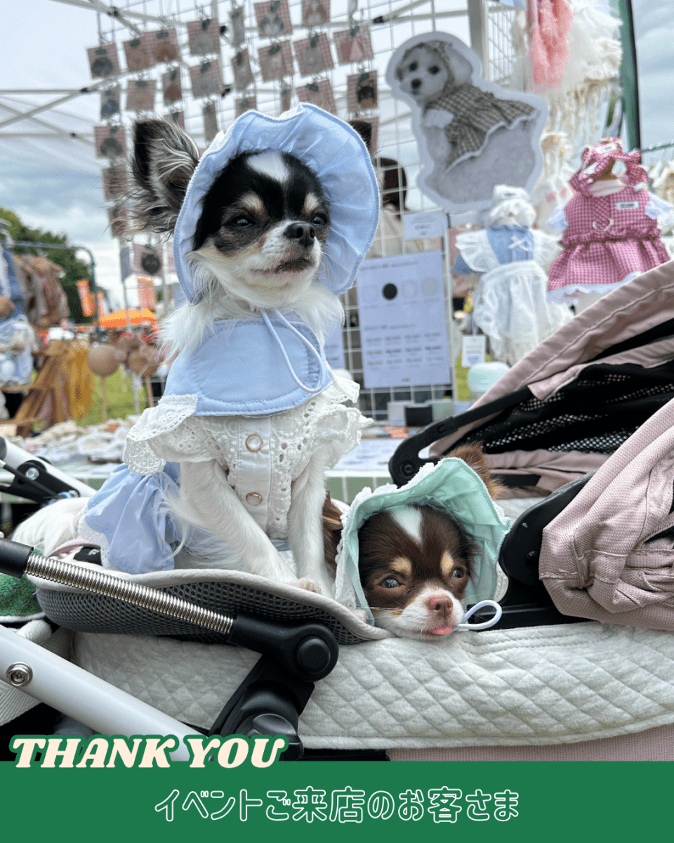 pastel lace harness - HEY,BUDDY