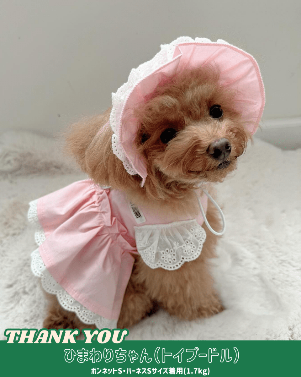 pastel lace harness - HEY,BUDDY