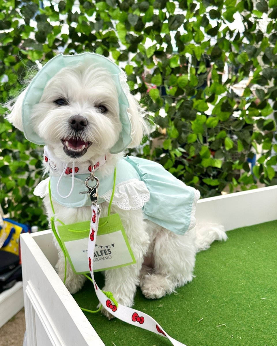 pastel lace harness - HEY,BUDDY