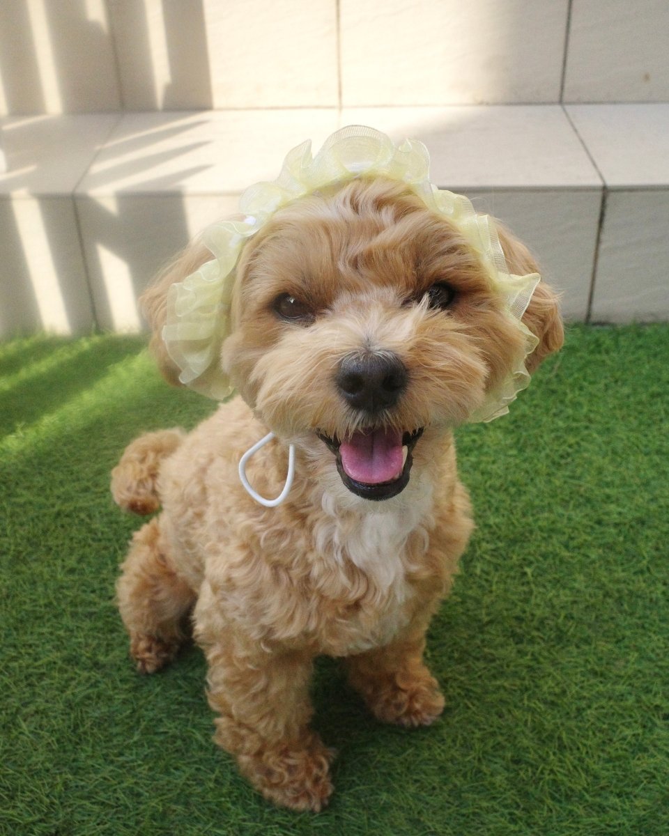 マーメイドハット - HEY,BUDDY