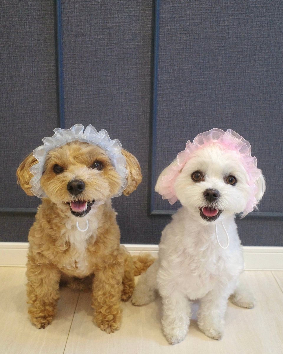 マーメイドハット - HEY,BUDDY