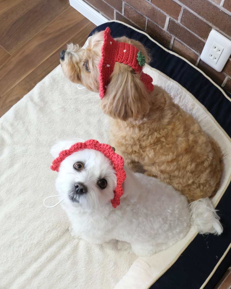 いちごちゃんハット - HEY,BUDDY