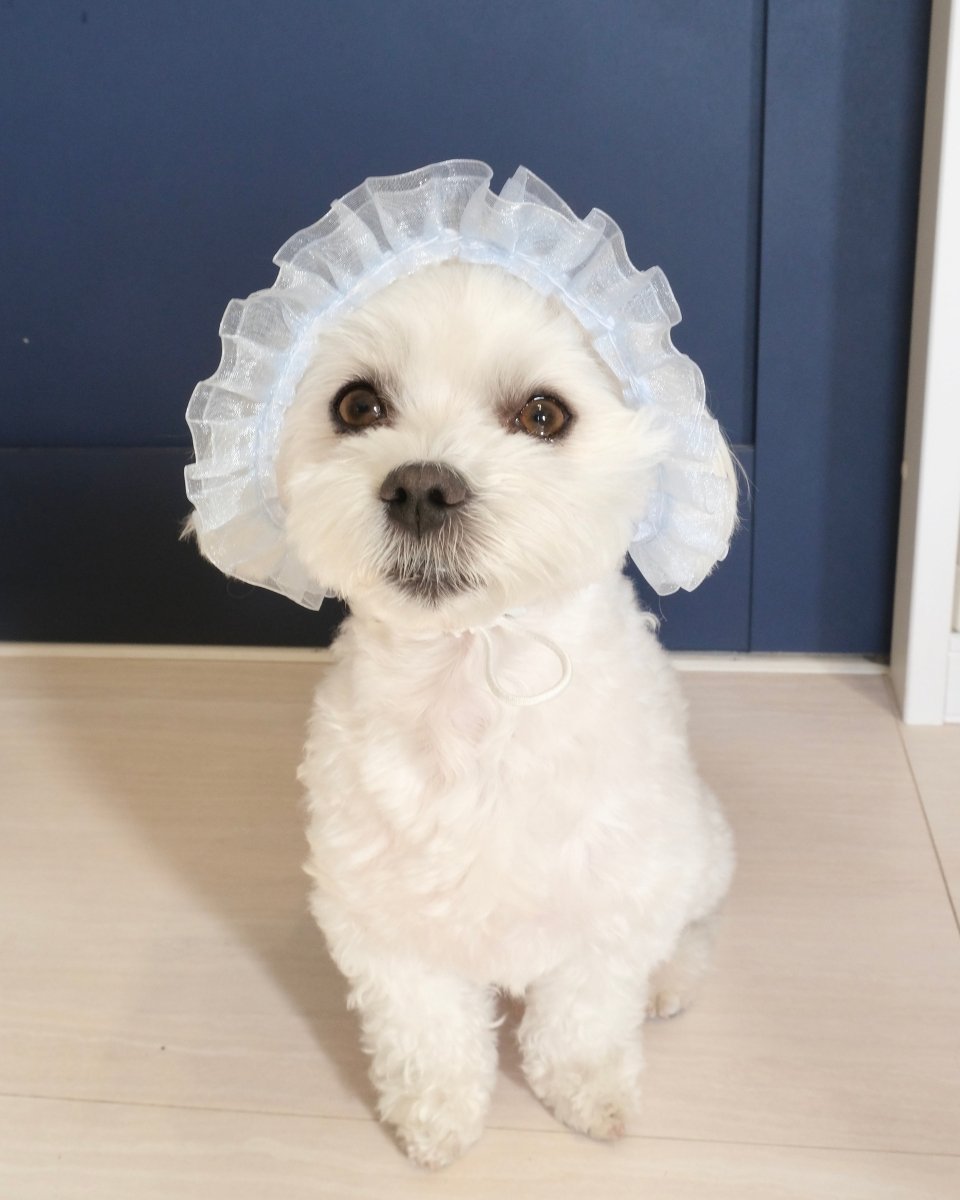 マーメイドハット - HEY,BUDDY