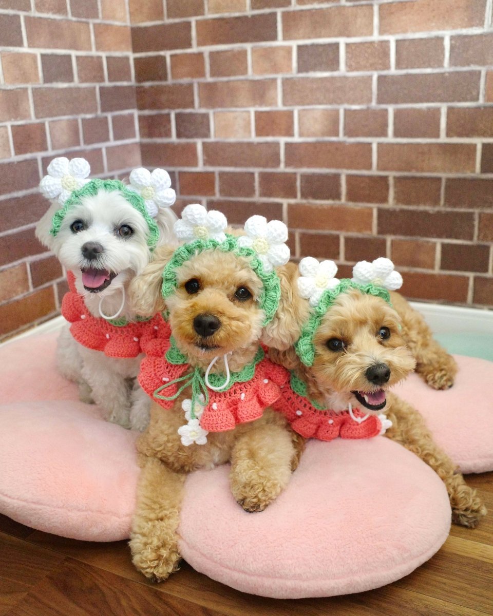 いちごちゃんセット（ケープ＆カチューシャ） - HEY,BUDDY