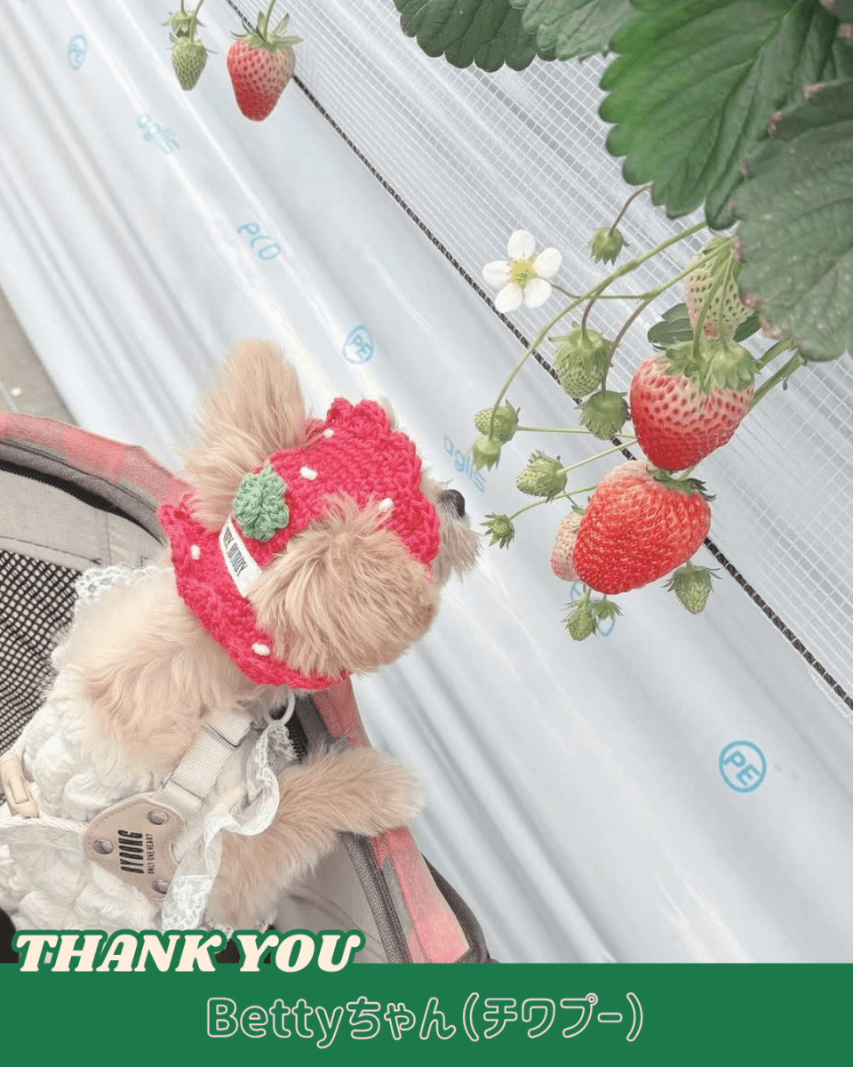 いちごちゃんハット - HEY,BUDDY