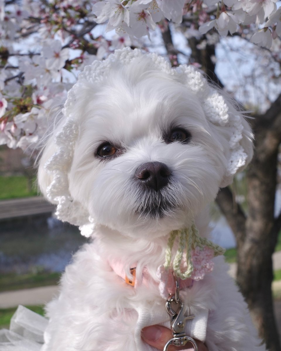 お花見ボンネット - HEY,BUDDY