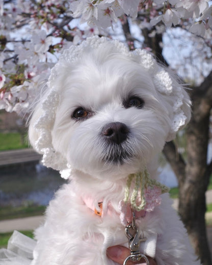 お花見ボンネット - HEY,BUDDY