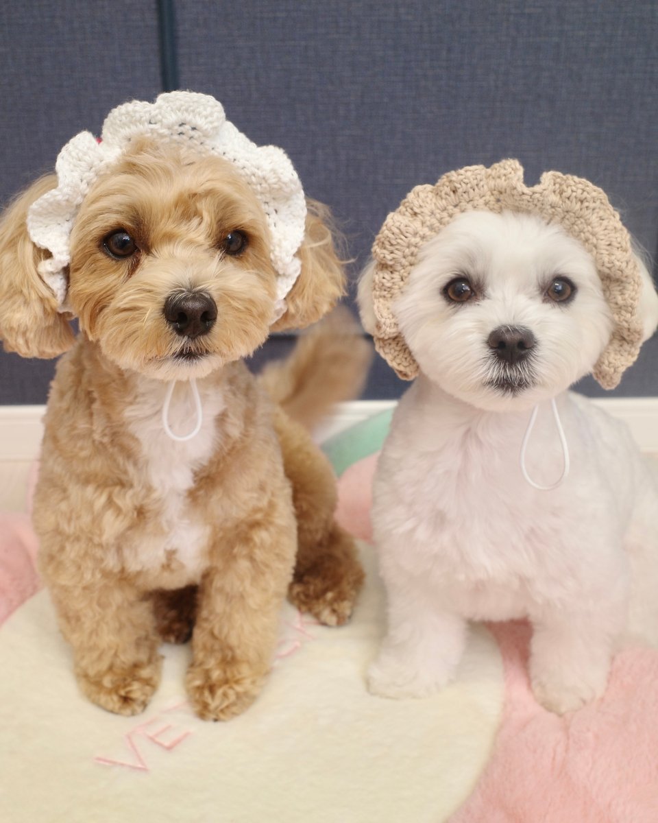 リボンのお帽子 - HEY,BUDDY