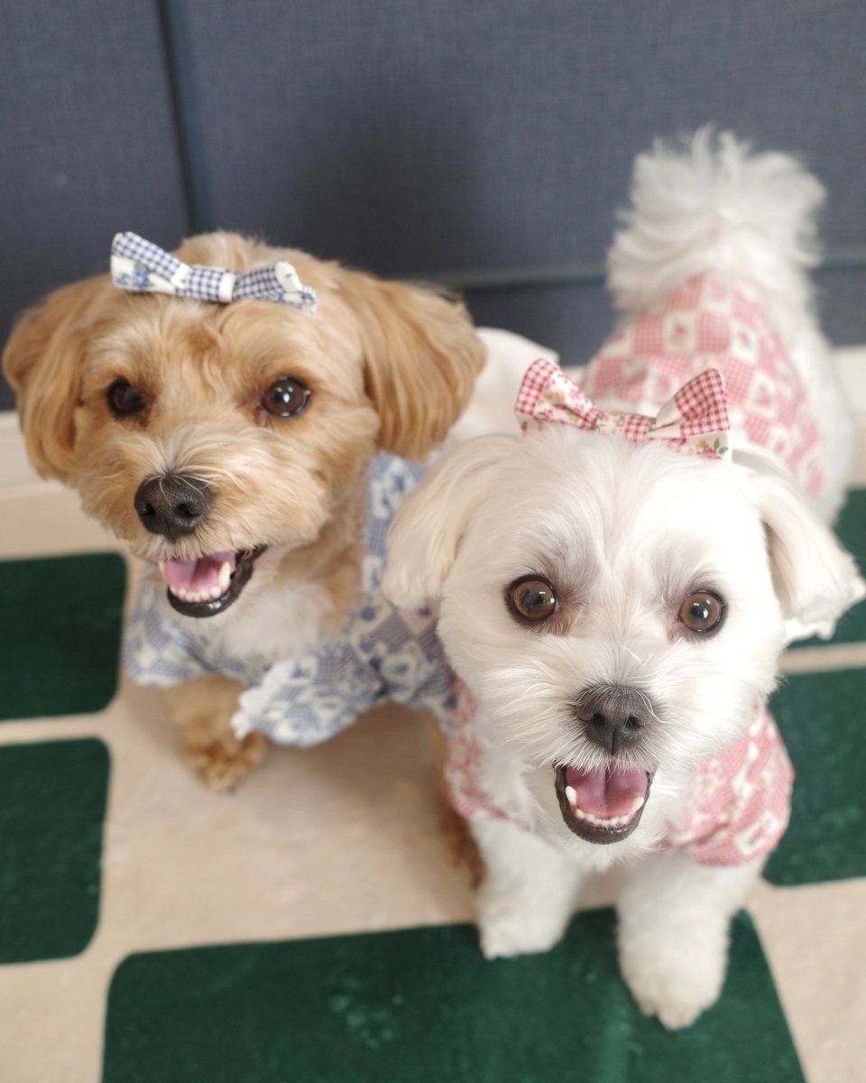 レトロなパッチンコームピン - HEY,BUDDY