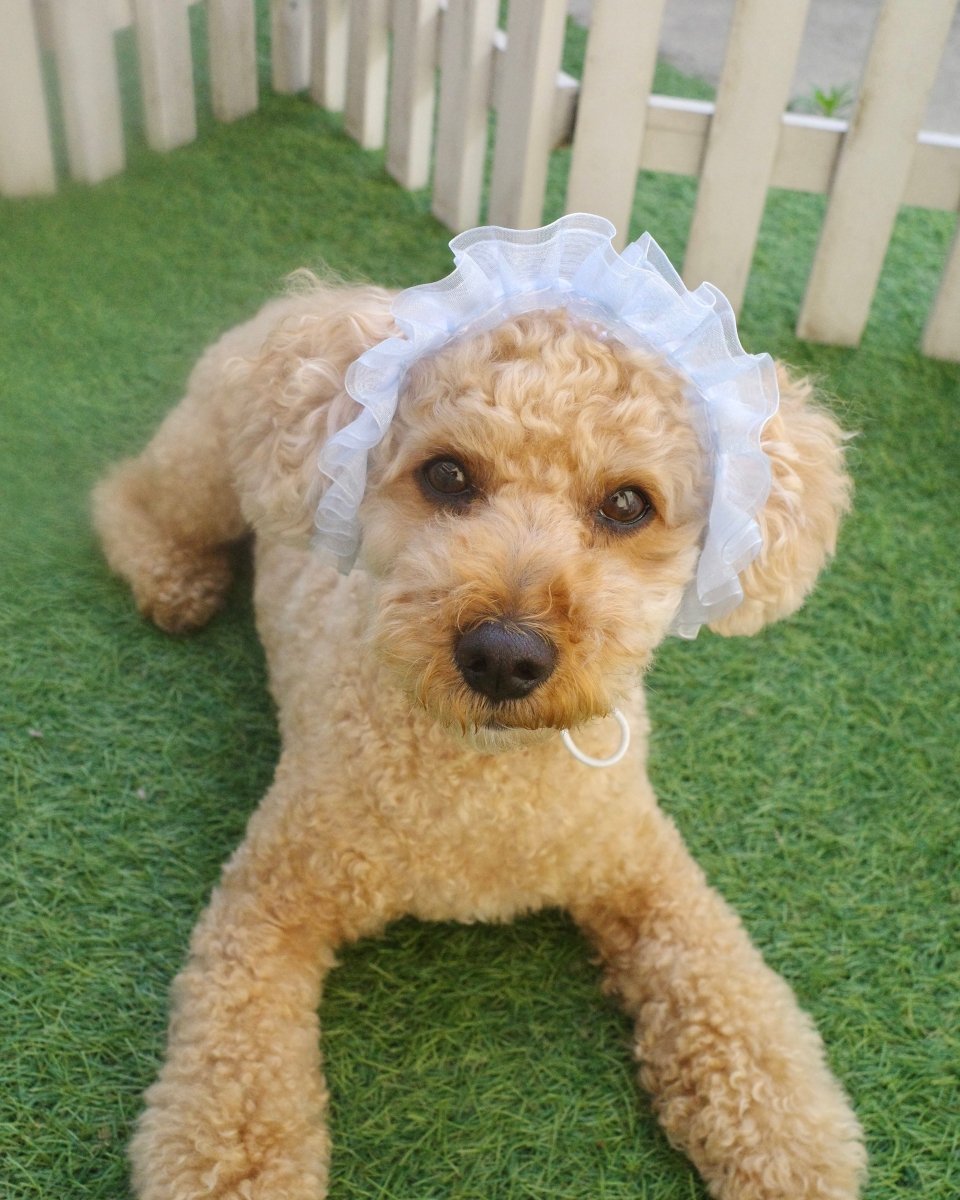 マーメイドハット - HEY,BUDDY