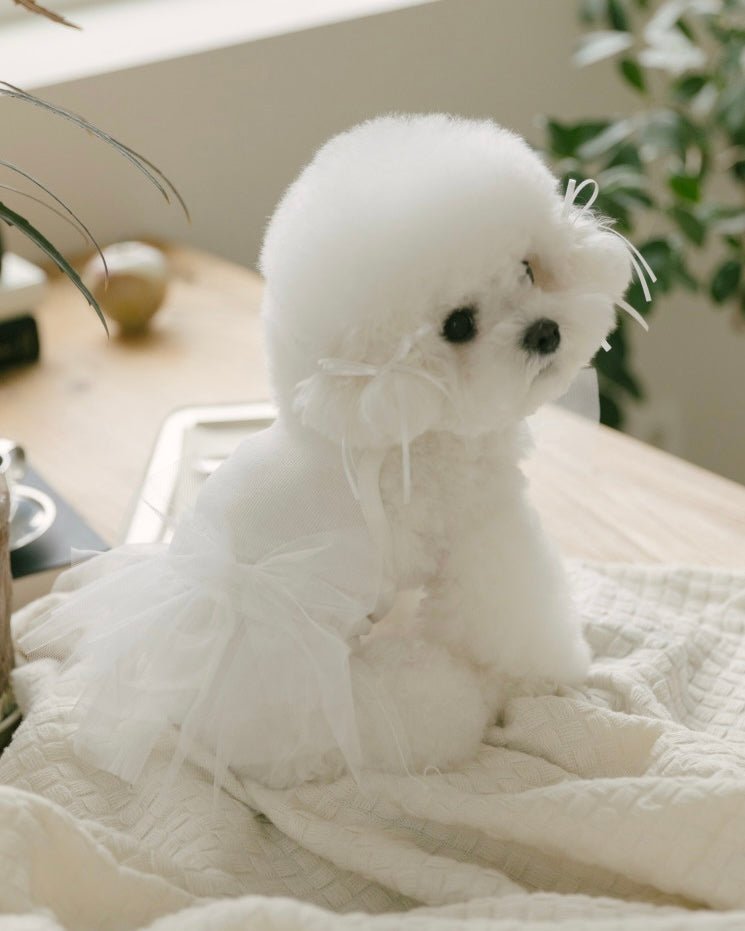 チュチュドレス - HEY,BUDDY