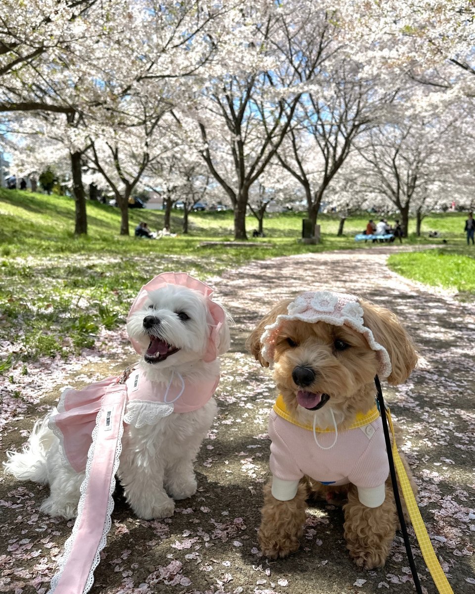 パステルフリルハット - HEY,BUDDY