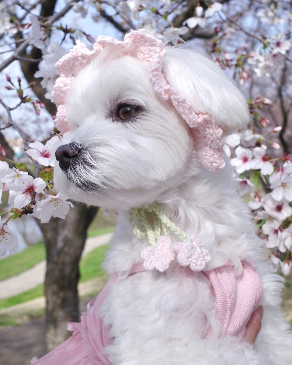 お花見ボンネット - HEY,BUDDY