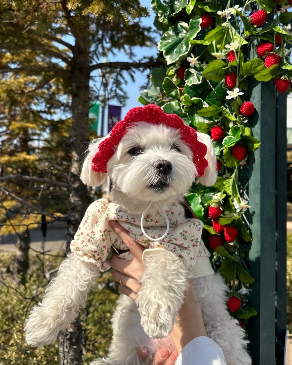 いちごちゃんハット - HEY,BUDDY