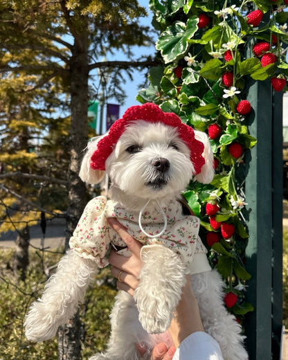 いちごちゃんハット - HEY,BUDDY