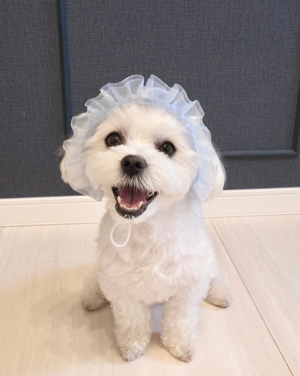 マーメイドハット - HEY,BUDDY