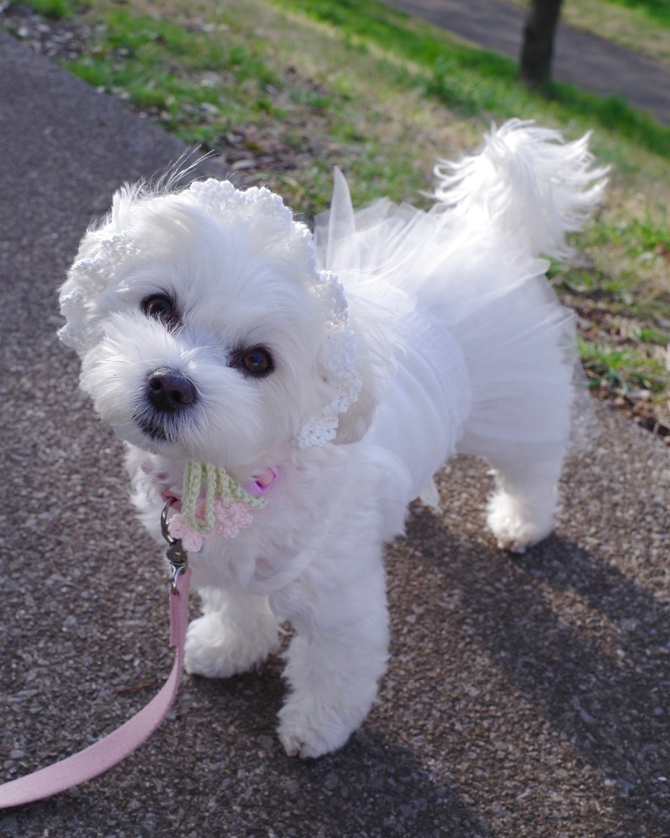 お花見ボンネット - HEY,BUDDY