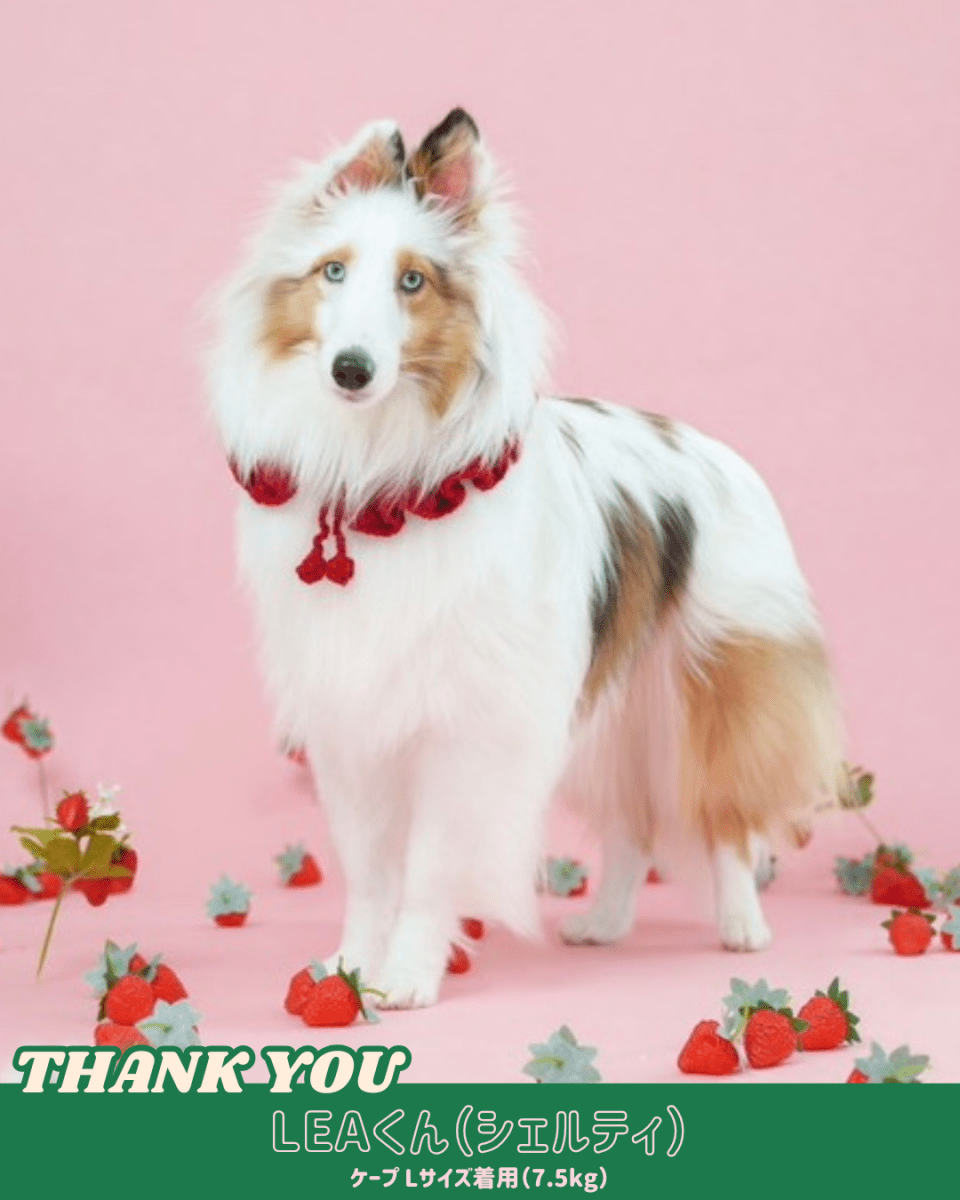 襟付きホイップケープ - HEY,BUDDY