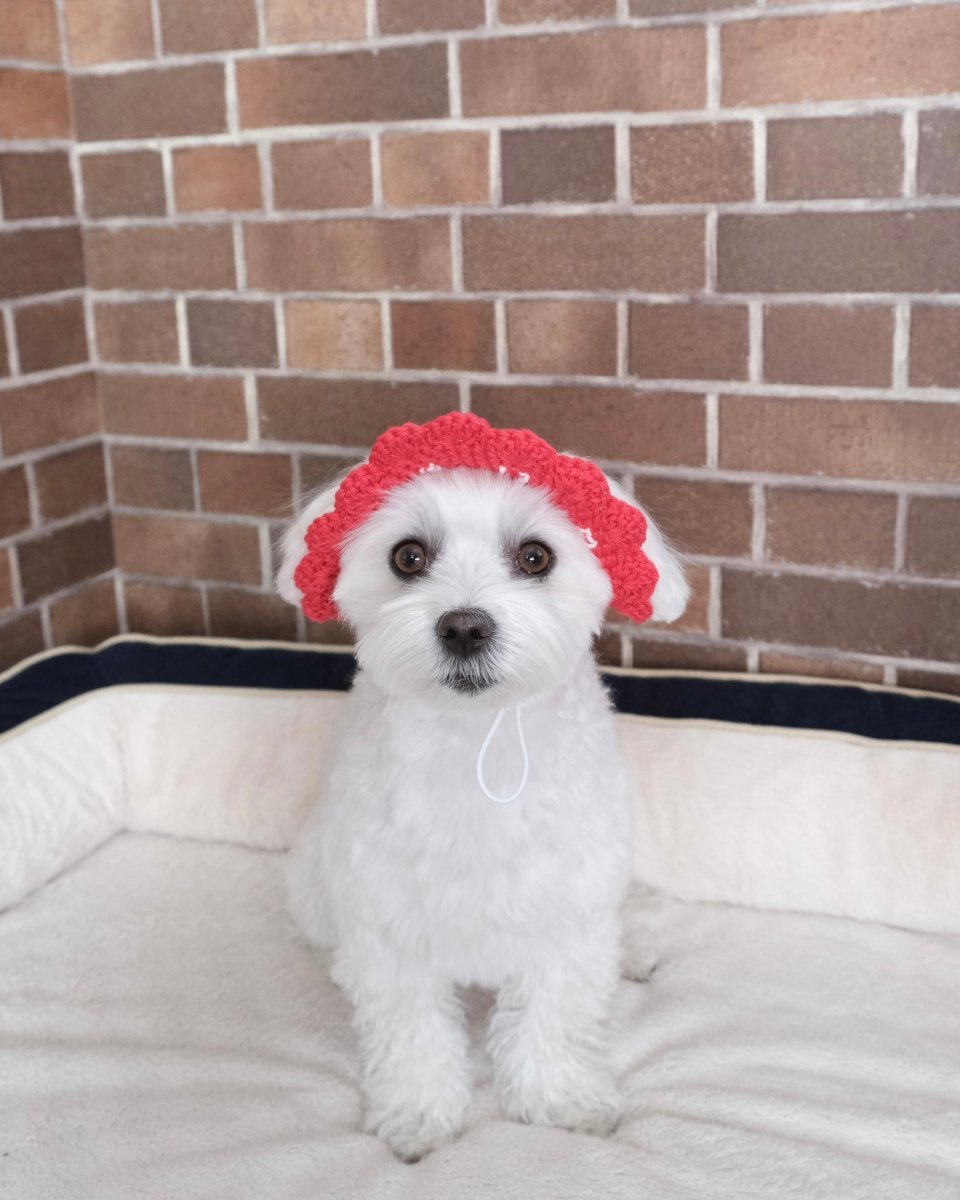 いちごちゃんハット - HEY,BUDDY