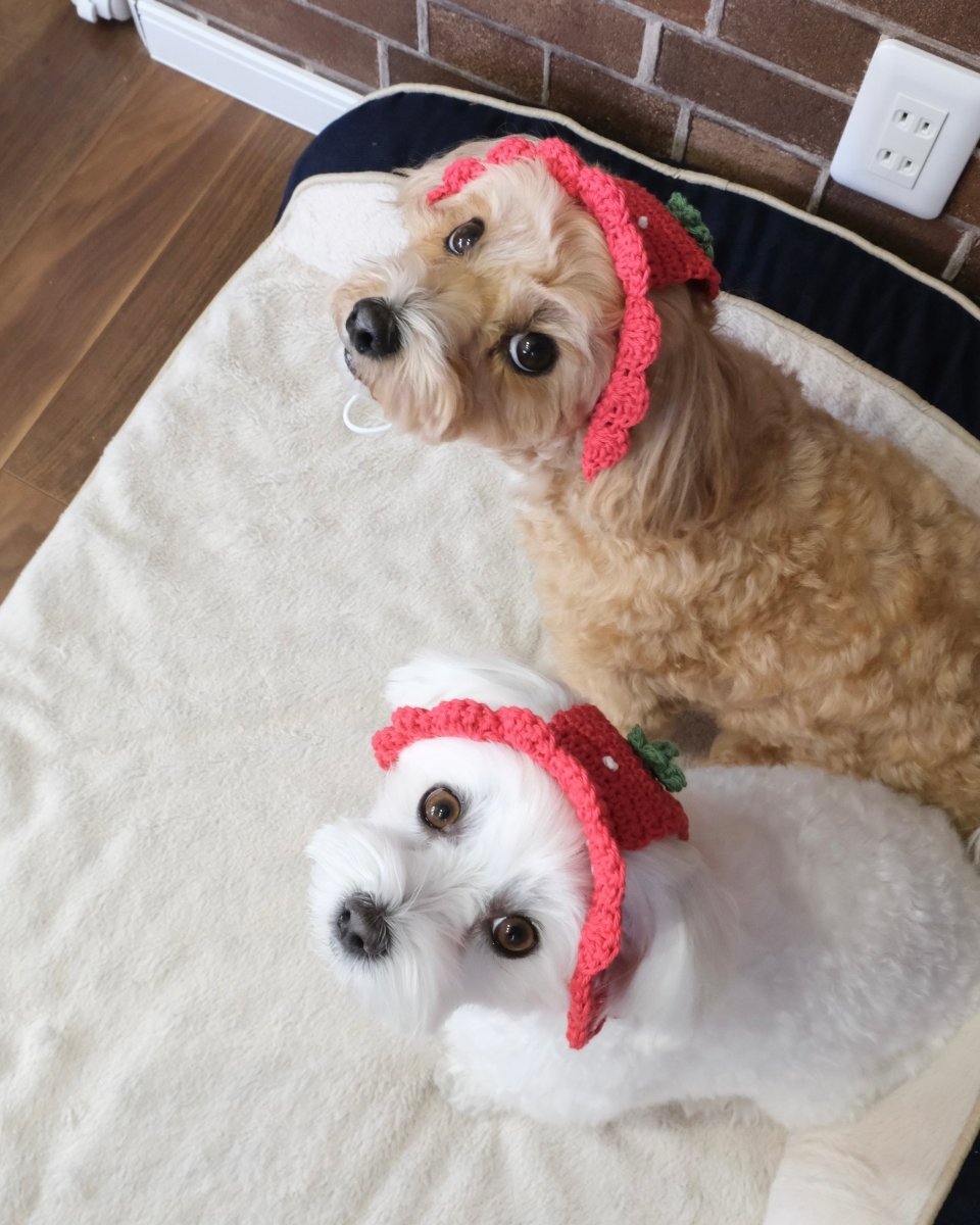 いちごちゃんハット - HEY,BUDDY