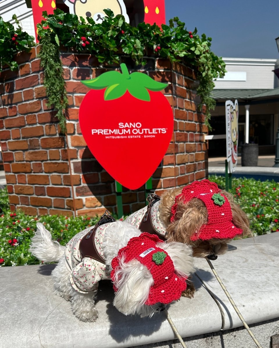 いちごちゃんハット - HEY,BUDDY