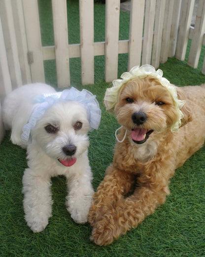 マーメイドハット - HEY,BUDDY