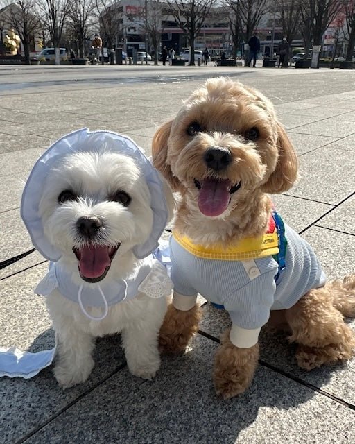 シャーベットワッフルTシャツ - HEY,BUDDY