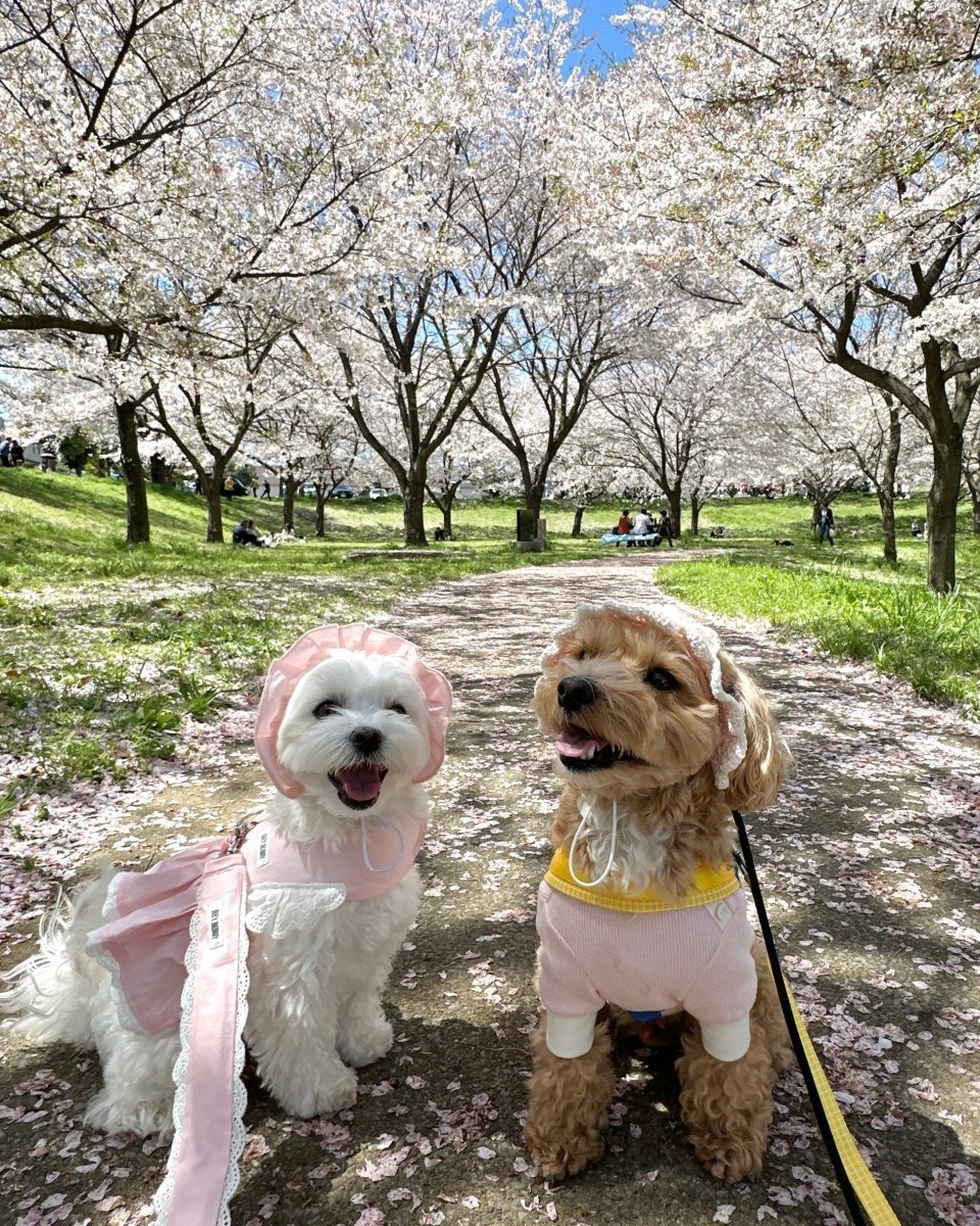 シャーベットワッフルTシャツ - HEY,BUDDY