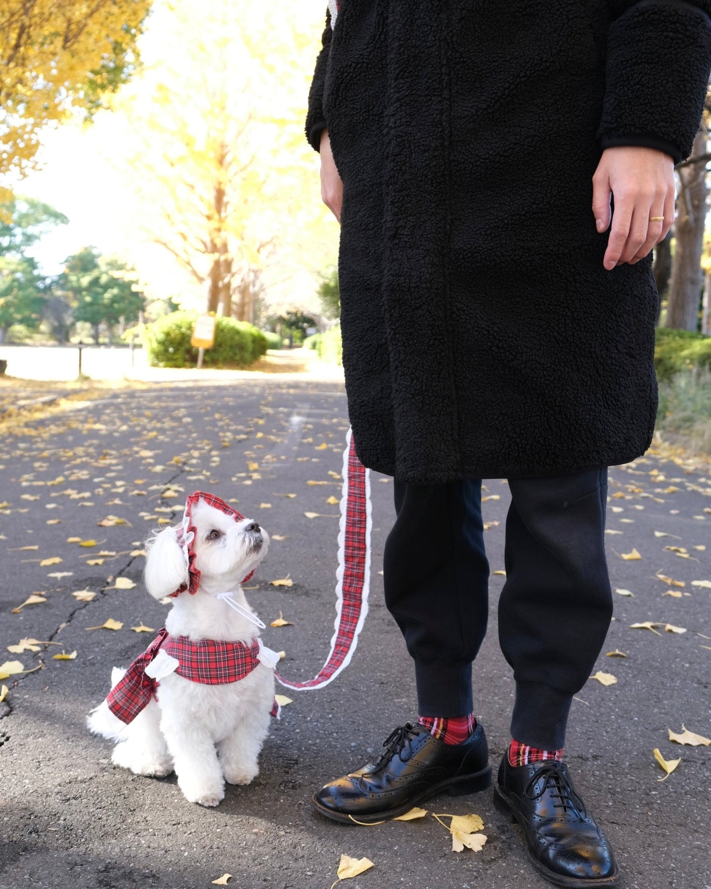 trad lace 2way leash - HEY,BUDDY