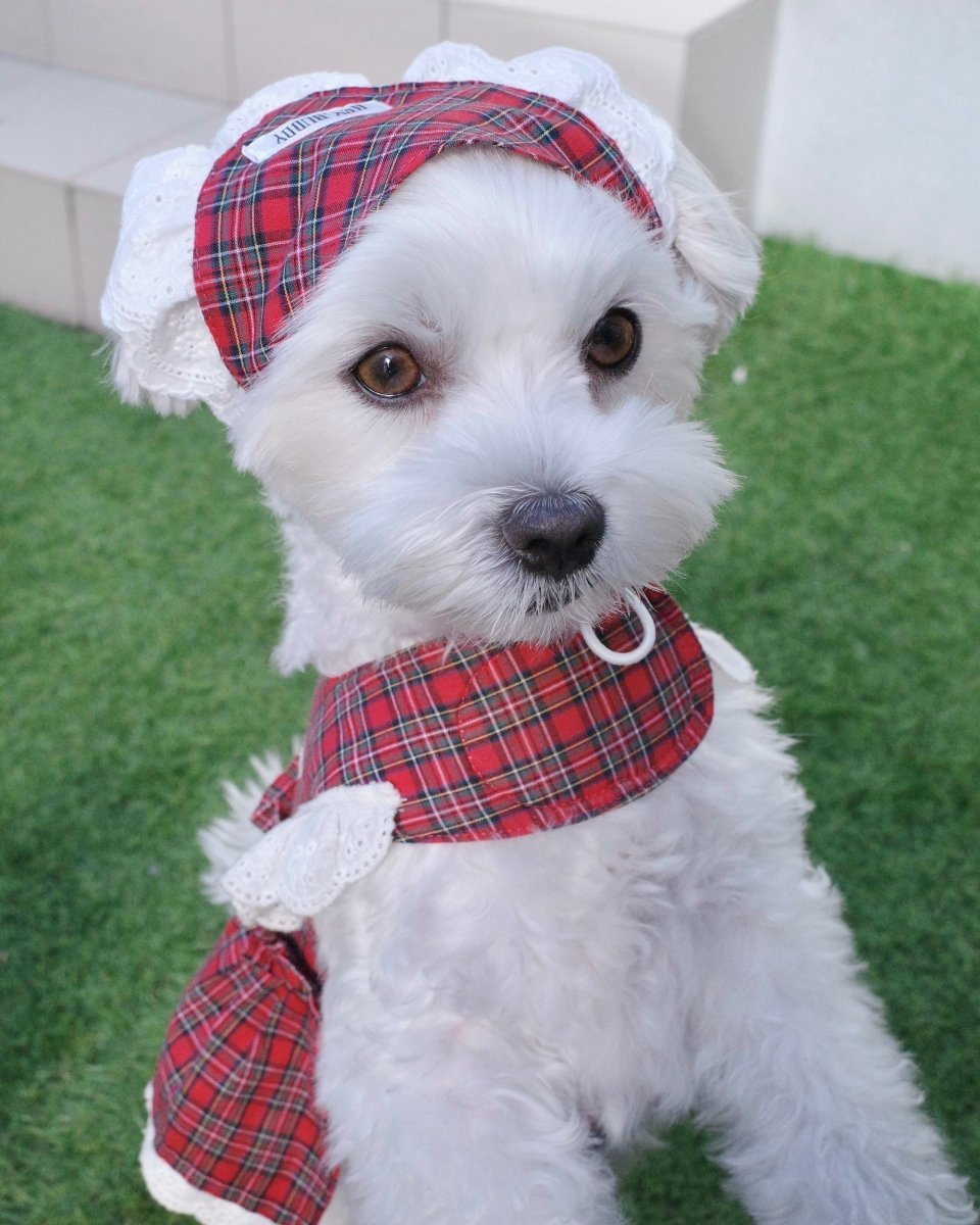 trad lace babushuka / bib FOR DOG - HEY,BUDDY