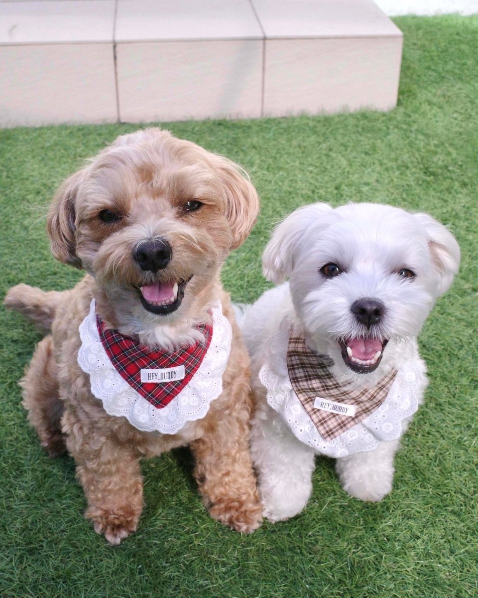 trad lace babushuka / bib FOR DOG - HEY,BUDDY